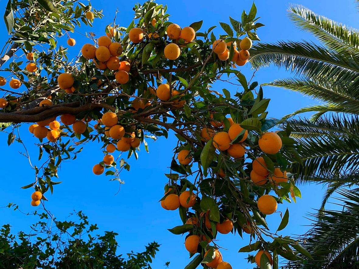Orangenbaum Gran Canaria